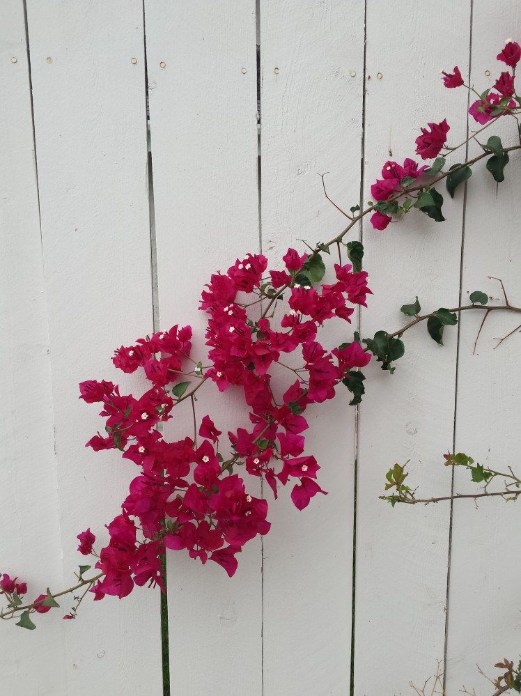 Deep pink bougainvillea splash a white-painted fence