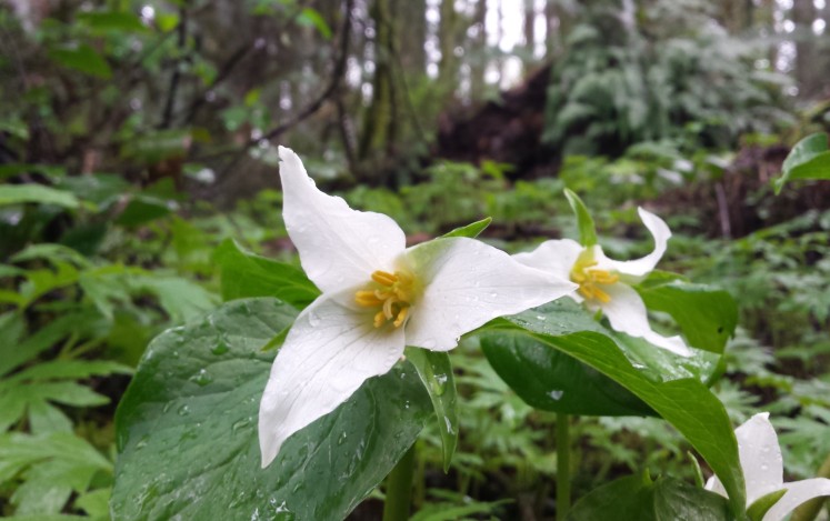 Brilliant white trilliums, freshly emerged from the forest floor.