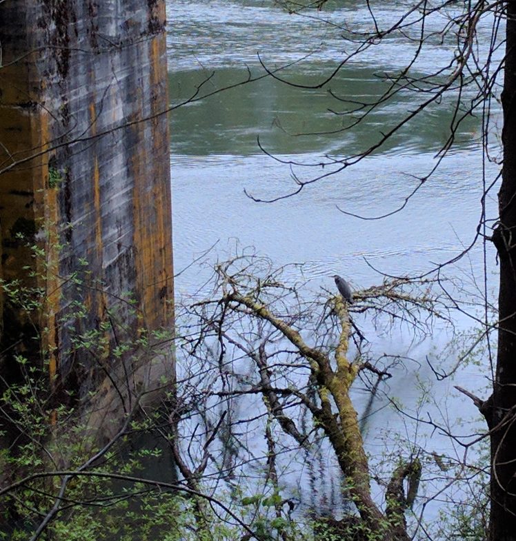Old iron works and a great blue heron perched above the Willamette.