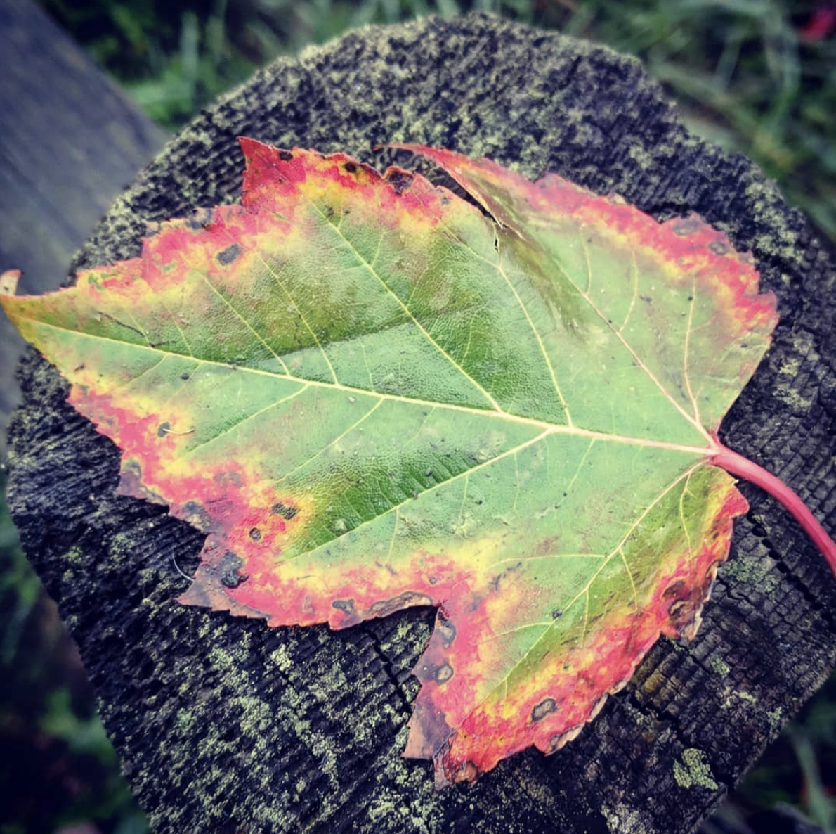 Maple leaf on a post, with autumn-turning edges