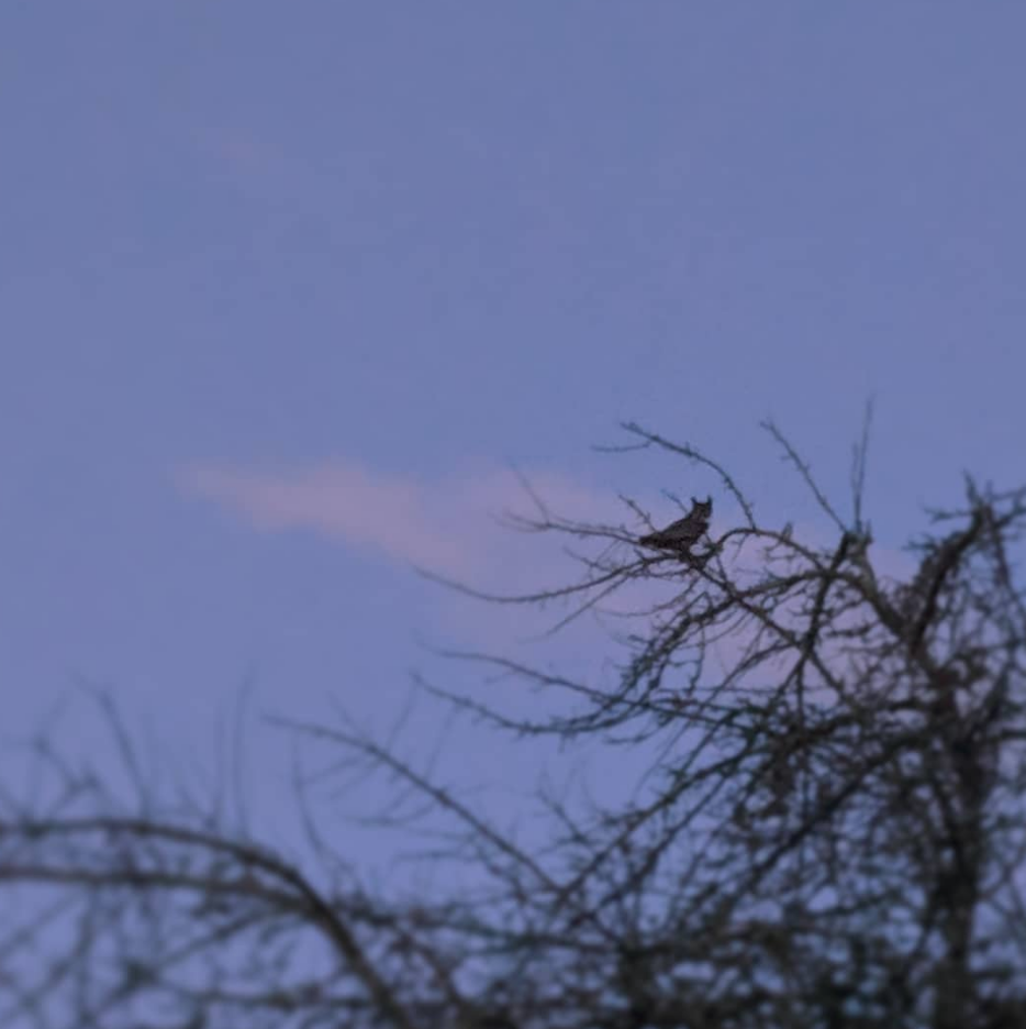 Great horned owl perches in an apple tree at dawn