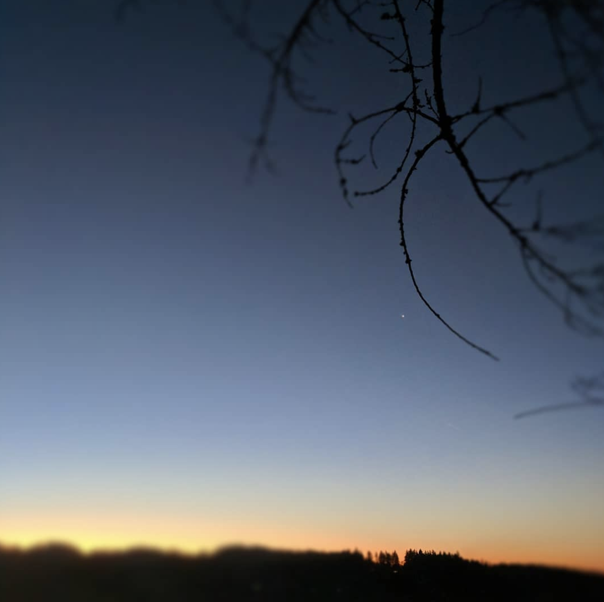 Venus and winter branches, clear sky and the almost-fire of sunrise.