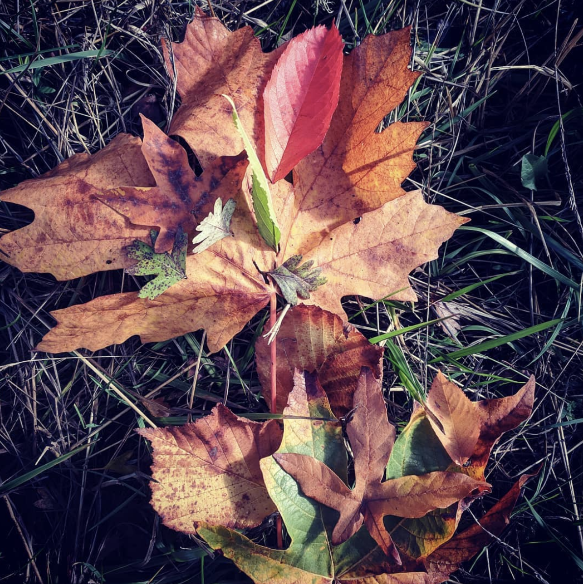 A field offering of deliberately arranged maple, cherry, and hawthorn leaves. 