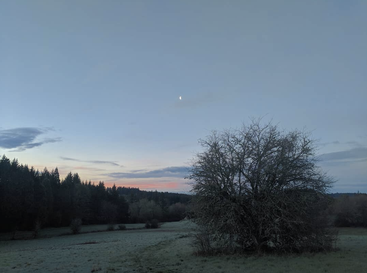 Halfmoon and hawthorn, in a barely frosted field on a clear dawn.