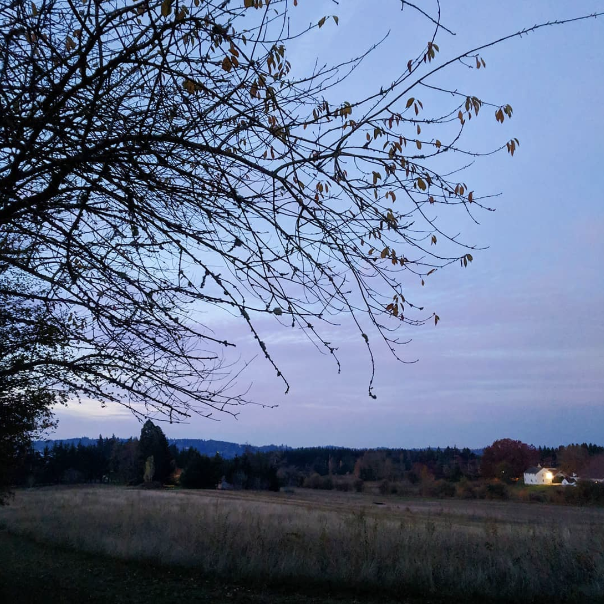 The year's last cherry leaves hang on to mostly bare branches, framing a sweeping field.