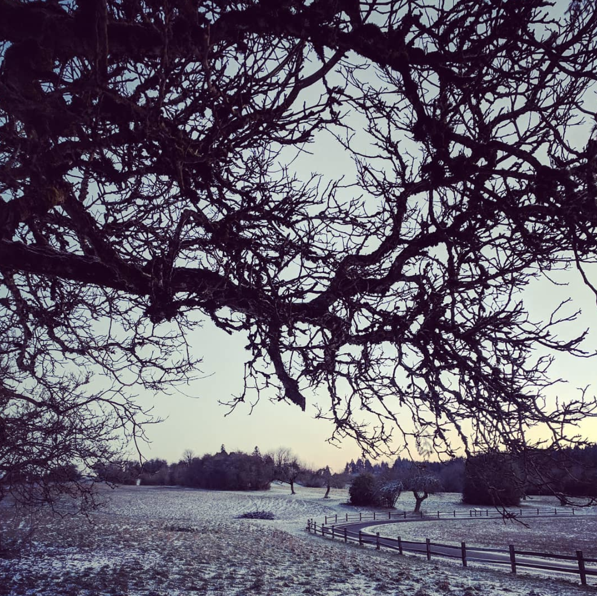 A dusting of soft pastel snow, framed by old apple branches.